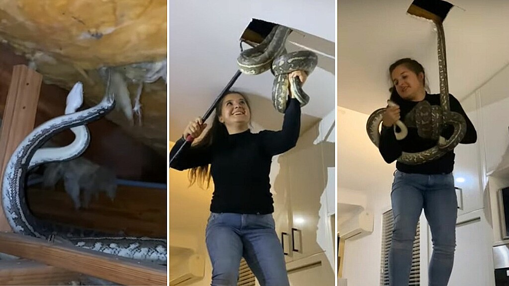 VIDEO Cazadora atrapa a dos enormes pitones del techo de una casa